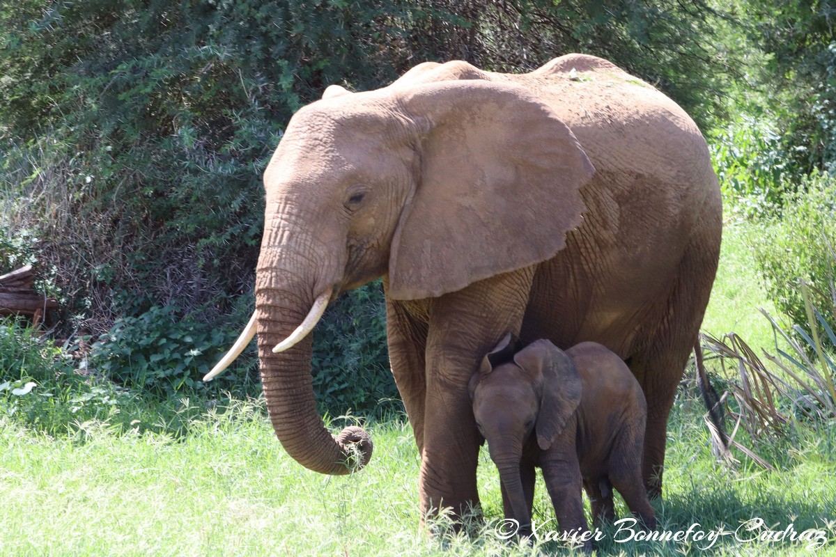 Samburu - Elephant
Mots-clés: geo:lat=0.57253400 geo:lon=37.55234500 geotagged KEN Kenya Samburu Samburu National Reserve animals Elephant