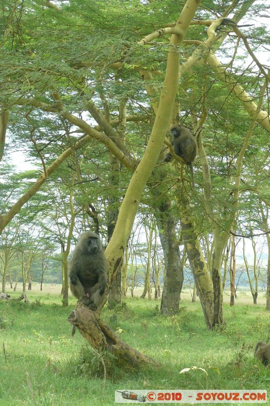 Lake Nakuru National Park - Baboons
Mots-clés: animals singes Babouin African wild life