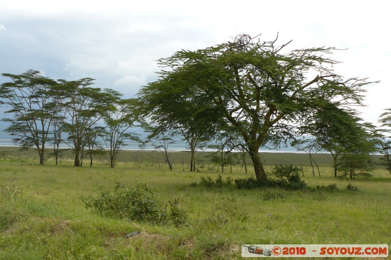 Lake Nakuru National Park
Mots-clés: Arbres