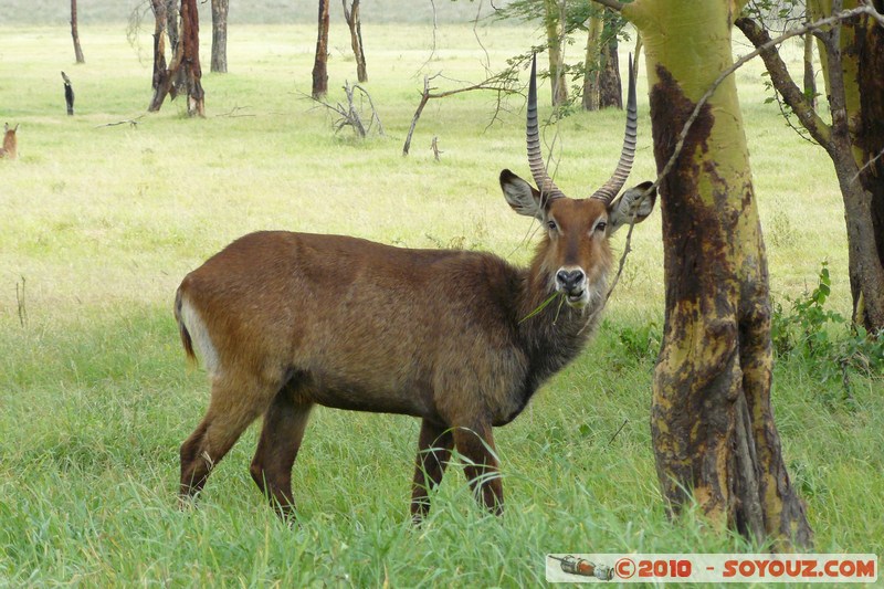 Lake Nakuru National Park - Waterbuck
Mots-clés: animals African wild life Waterbuck