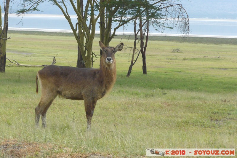 Lake Nakuru National Park - Waterbuck
Mots-clés: animals African wild life Waterbuck
