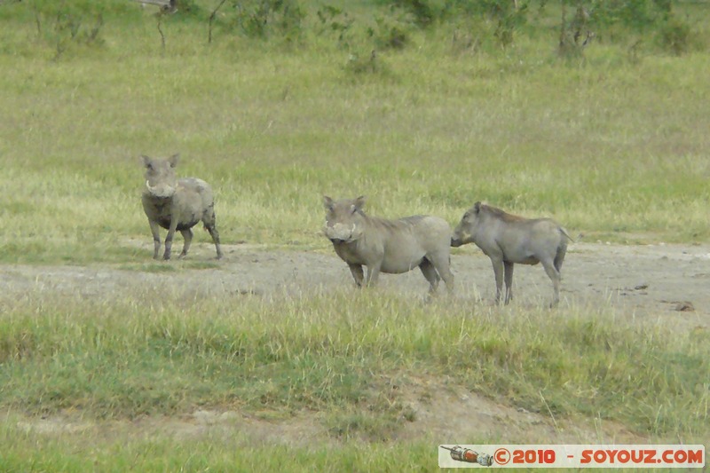 Lake Nakuru National Park - Warthogs
Mots-clés: animals African wild life Buffle Phacochere