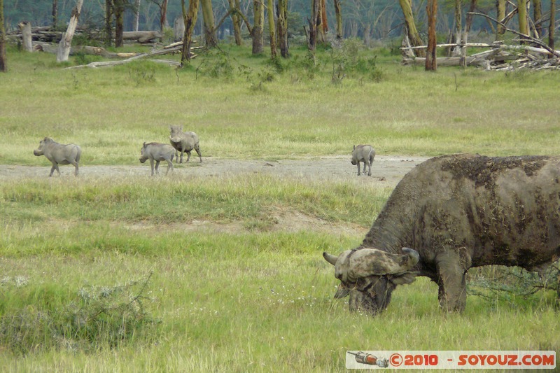 Lake Nakuru National Park - Buffalo and warthogs
Mots-clés: animals African wild life Buffle Phacochere