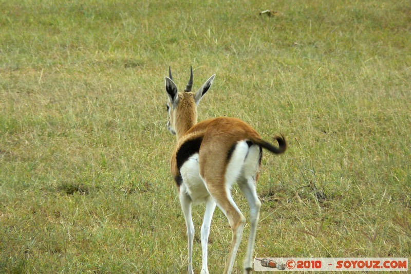 Lake Nakuru National Park - Thomson's Gazelle
Mots-clés: animals African wild life Thomson's Gazelle Gazelle