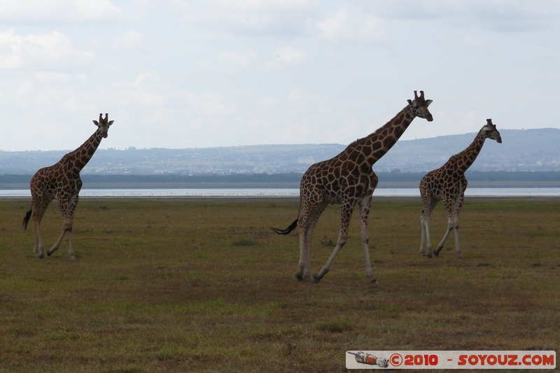 Lake Nakuru National Park - Rothschild's giraffe
Mots-clés: animals African wild life Giraffe