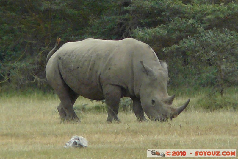 Lake Nakuru National Park - Rhinoceros
Mots-clés: animals African wild life Rhinoceros