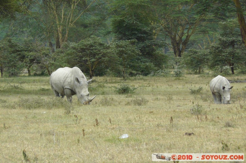 Lake Nakuru National Park - Rhinoceros
Mots-clés: animals African wild life Rhinoceros