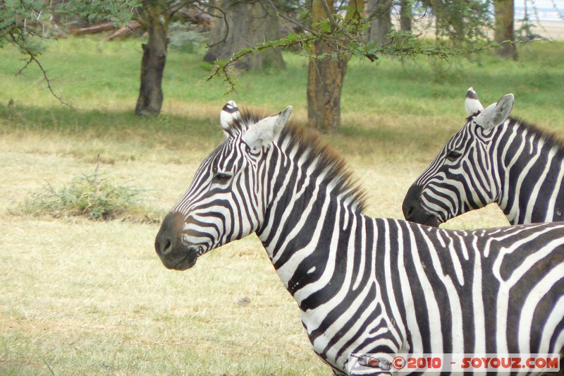 Lake Nakuru National Park - Zebras
Mots-clés: animals African wild life zebre