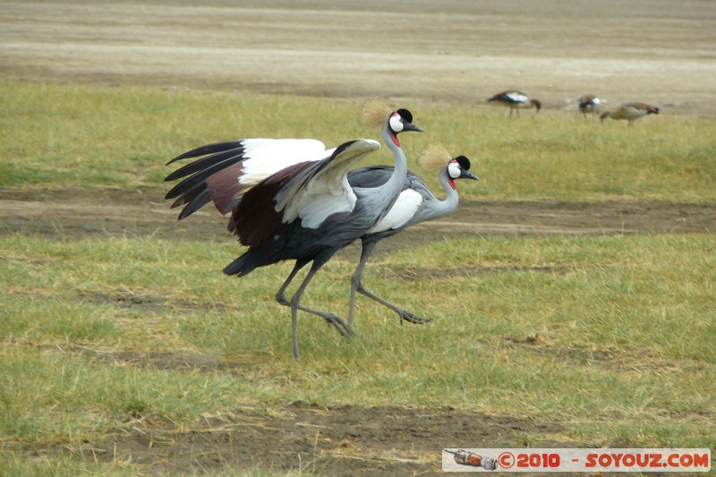 Lake Nakuru National Park - Grey Crowned Crane
Mots-clés: animals African wild life oiseau Grey Crowned Crane Grue royale