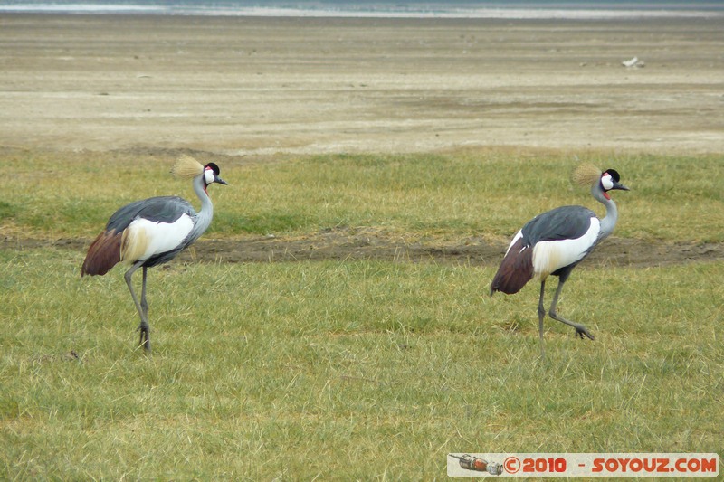 Lake Nakuru National Park - Grey Crowned Crane
Mots-clés: animals African wild life oiseau Grey Crowned Crane Grue royale