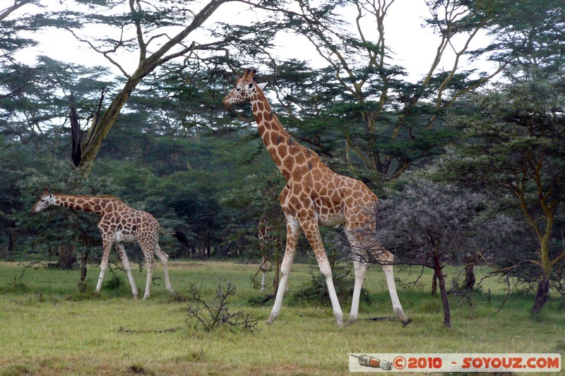 Lake Nakuru National Park - Rothschild's giraffe
Mots-clés: animals African wild life Giraffe