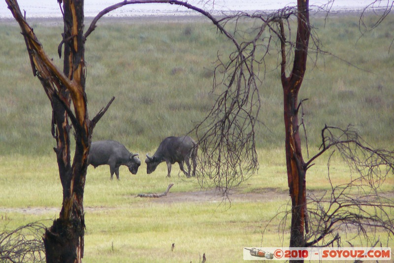 Lake Nakuru National Park - Buffalos fighting
Mots-clés: animals African wild life Buffle