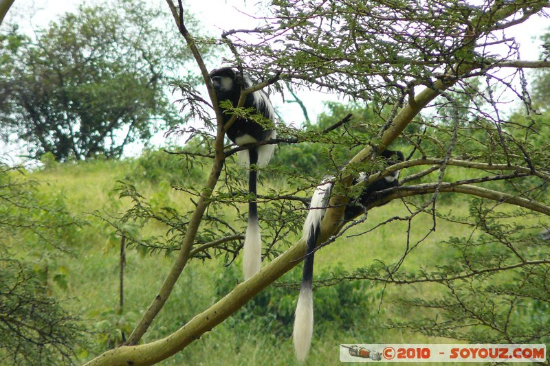Lake Nakuru National Park - Black-and-white Colobus - Colobus guereza
Mots-clés: animals African wild life singes Black-and-white Colobus Colobus guereza