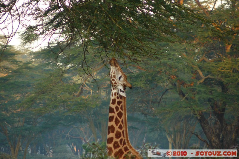 Lake Nakuru National Park - Rothschild's giraffe
Mots-clés: animals African wild life Giraffe sunset