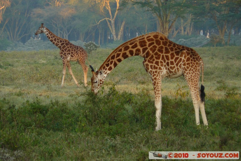 Lake Nakuru National Park - Rothschild's giraffe
Mots-clés: animals African wild life Giraffe sunset