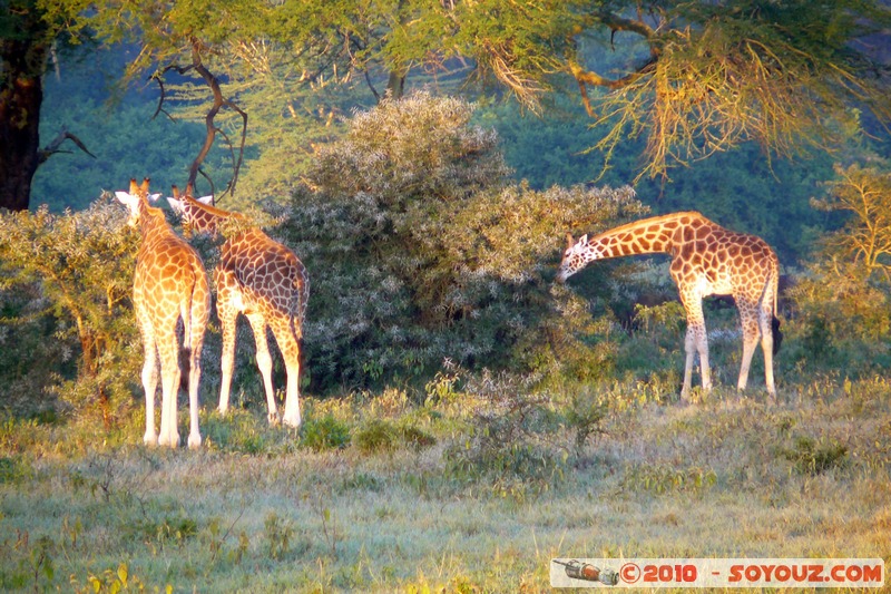 Lake Nakuru National Park - Rothschild's giraffe
