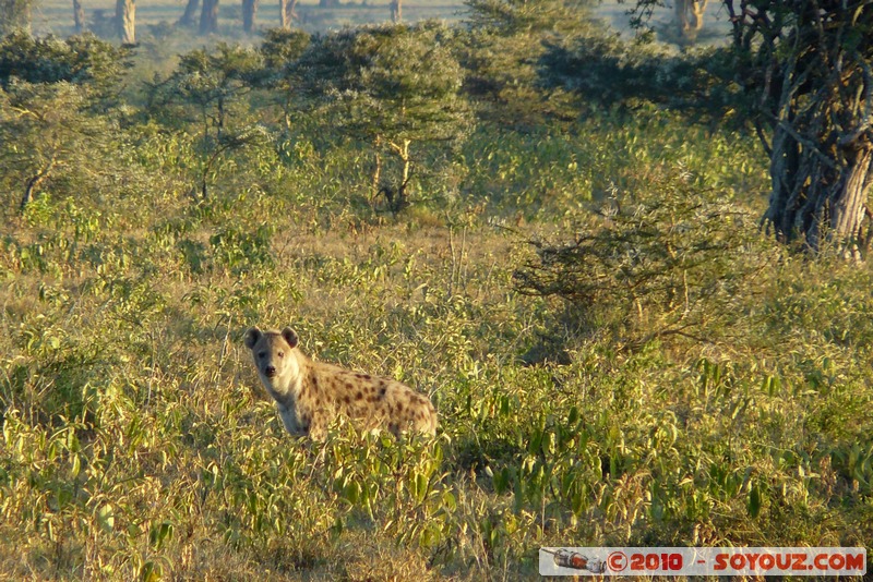 Lake Nakuru National Park - Spotted Hyena
Mots-clés: animals African wild life hyene Spotted Hyena
