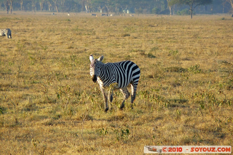 Lake Nakuru National Park - Zebra
Mots-clés: animals African wild life zebre