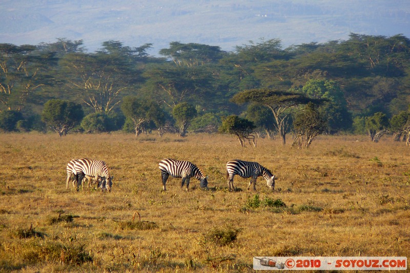Lake Nakuru National Park - Zebra
Mots-clés: animals African wild life zebre