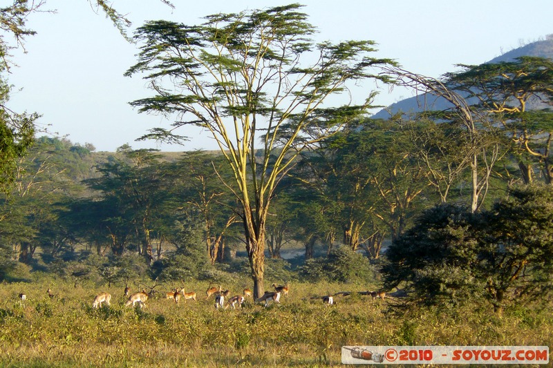 Lake Nakuru National Park
Mots-clés: animals African wild life Arbres