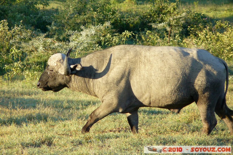 Lake Nakuru National Park - Buffalo
Mots-clés: animals African wild life Buffle
