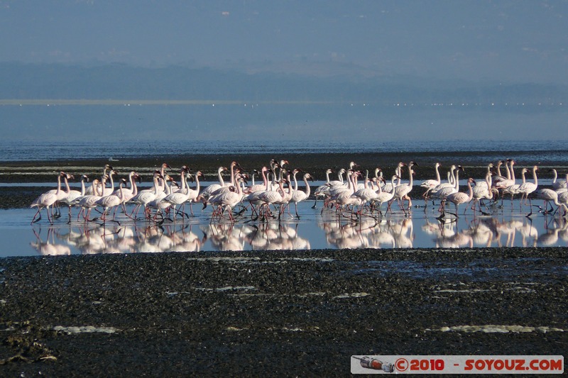 Lake Nakuru National Park - Lesser Flamingos
Mots-clés: flamand rose oiseau animals African wild life Lac