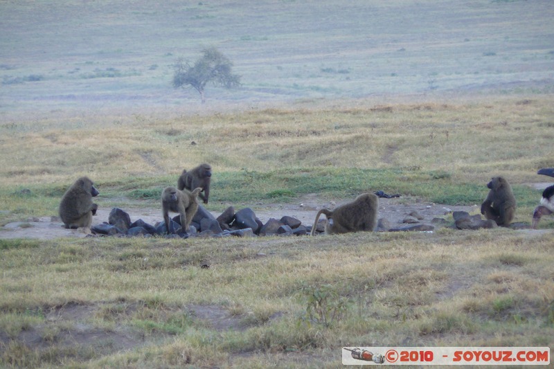 Lake Nakuru National Park - Baboons
Mots-clés: animals African wild life Babouin