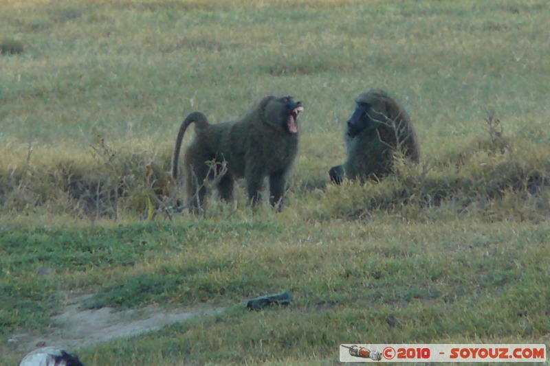 Lake Nakuru National Park - Baboons
Mots-clés: animals African wild life Babouin