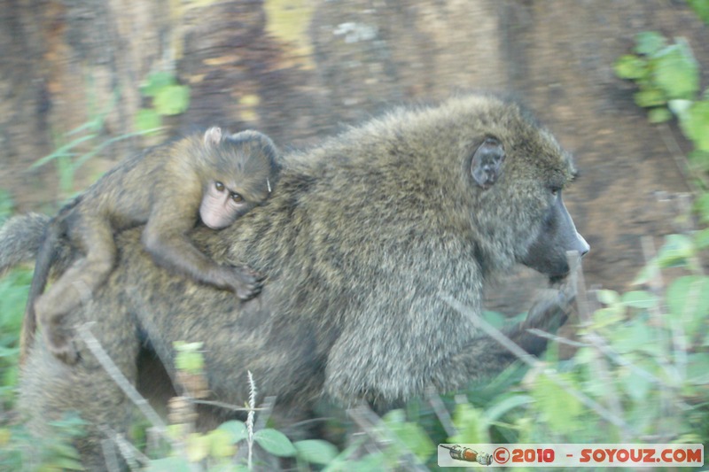 Lake Nakuru National Park - Baboons
Mots-clés: animals African wild life singes Babouin