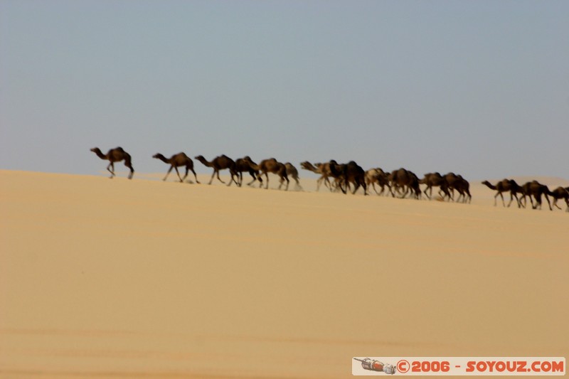 Mirages?
Mots-clés: desert camel dromadaire