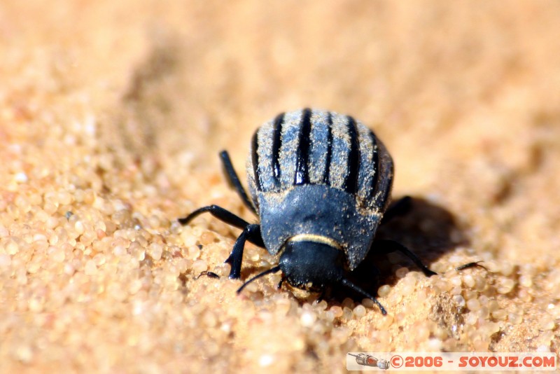 La vie dans le désert
Mots-clés: insect desert insecte