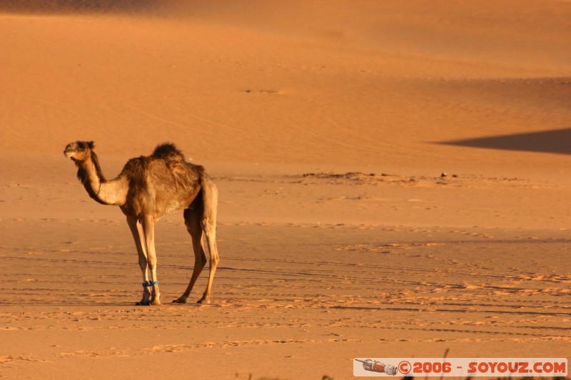 Dromadaire
Mots-clés: dromadaire camel desert