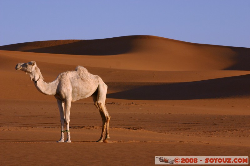 Dromadaire
Mots-clés: dromadaire camel desert