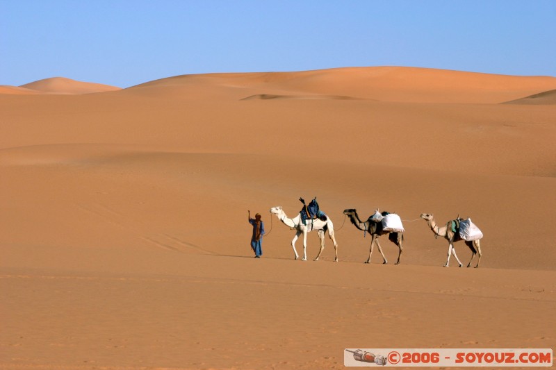 Caravane
Mots-clés: dromadaire camel desert