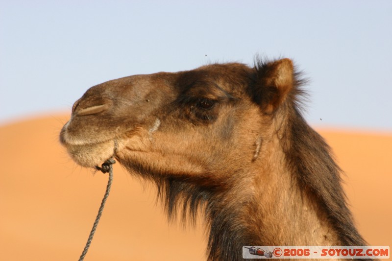 Mots-clés: dromadaire camel desert