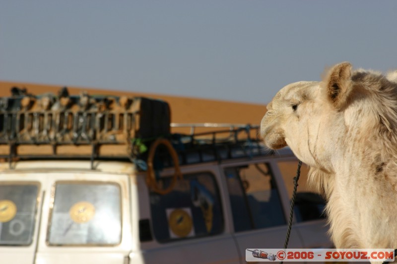 Passé et présent
Mots-clés: dromadaire camel desert