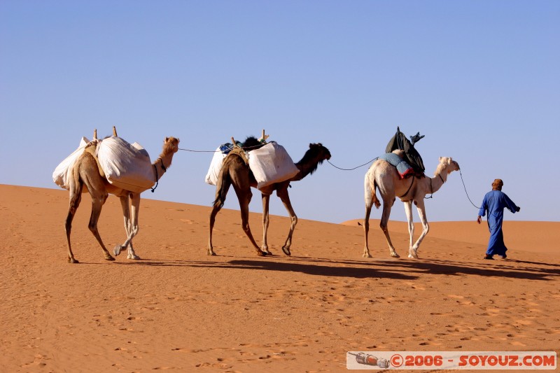 Mots-clés: dromadaire camel desert