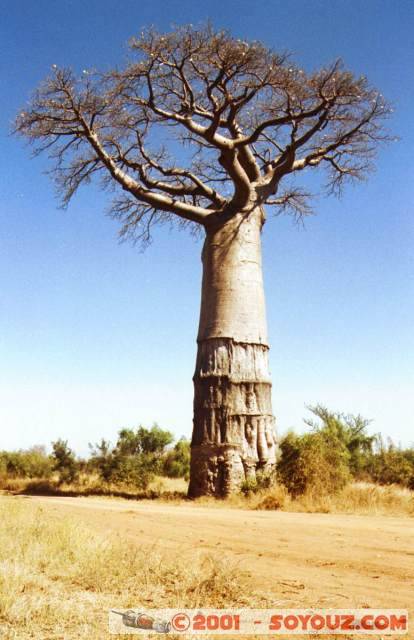 Baobab
