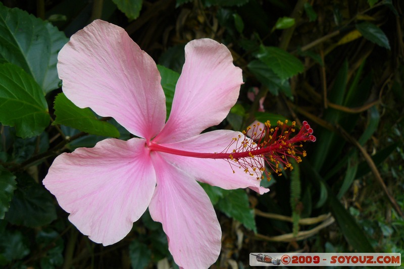Goma - Fleur
Mots-clés: fleur