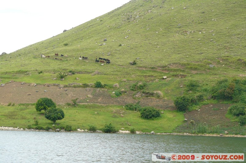Lac Kivu - Troupeau de vaches
Mots-clés: Lac animals vaches