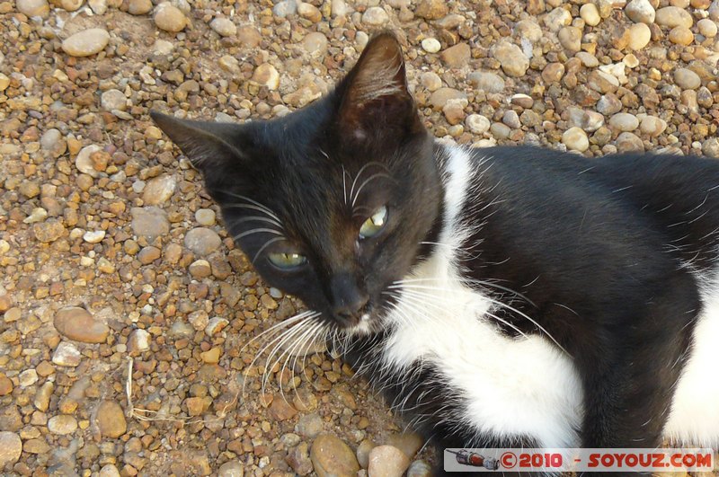 Dungu - Le chat
Mots-clés: animals chat