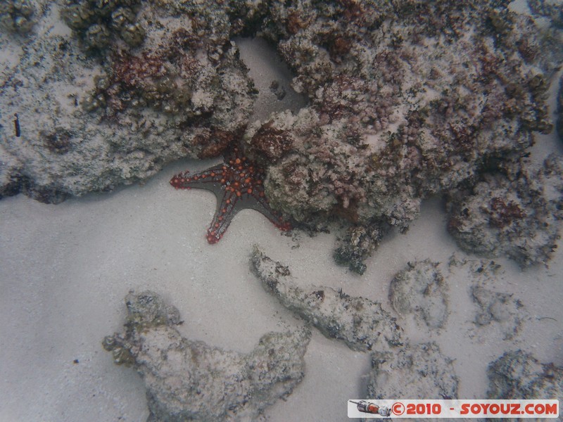 Zanzibar - Mnemba - Snorkelling - Starfish
Mots-clés: mer sous-marin animals Etoile de mer