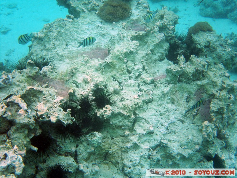 Zanzibar - Mnemba - Snorkelling
Mots-clés: mer sous-marin Poisson animals