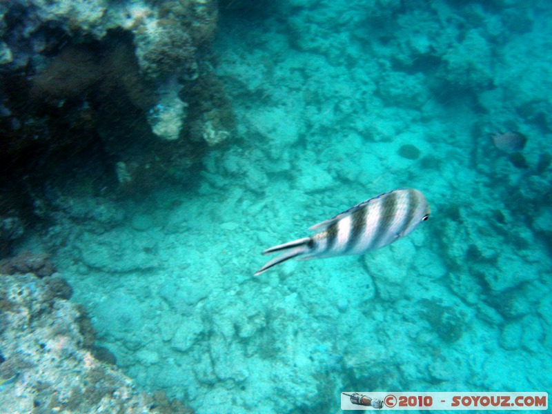Zanzibar - Mnemba - Snorkelling
Mots-clés: mer sous-marin animals Poisson
