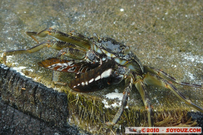 Zanzibar - Kendwa - Crabs
Mots-clés: crabe animals