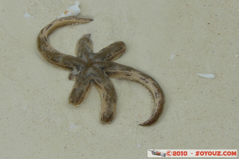 Zanzibar - Kendwa - Starfish
Mots-clés: Etoile de mer animals