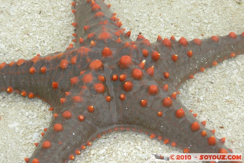 Zanzibar - Kendwa - Starfish
Mots-clés: plage Etoile de mer