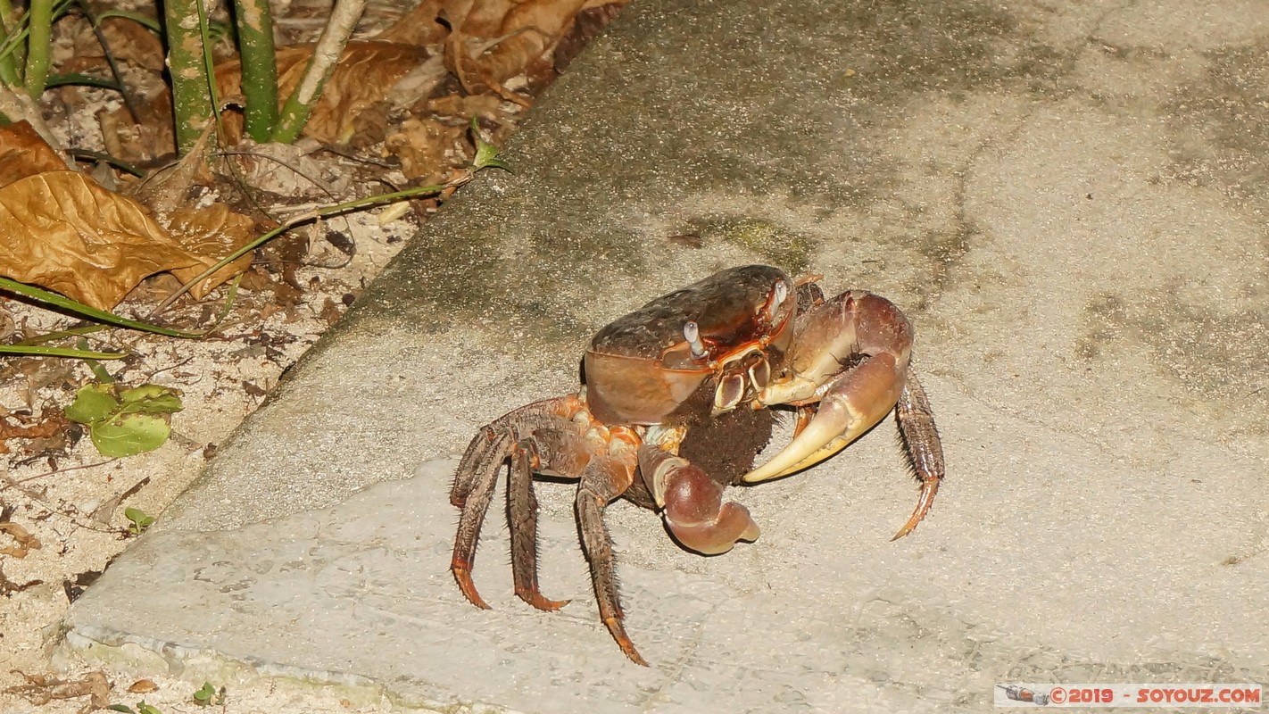 Zanzibar - Dimbani - Karamba Resort - Crab
Mots-clés: Dimbani Tanzanie TZA Zanzibar Central/South Zanzibar Karamba Resort animals crabe