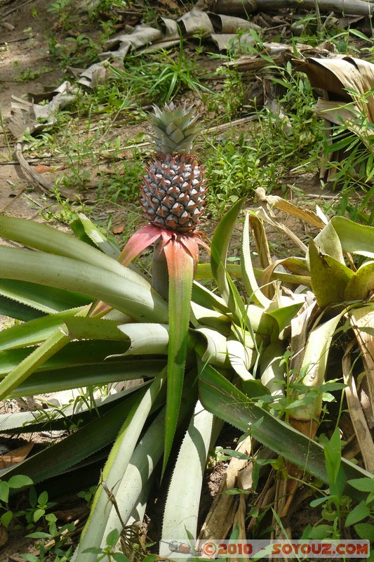 Zanzibar - Spice Tour - Pineapple
Mots-clés: plante fruit