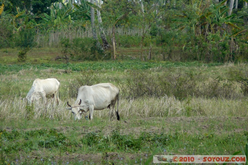 Zanzibar - Cows
Mots-clés: animals vaches